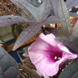 Meet your Posher, Rosa